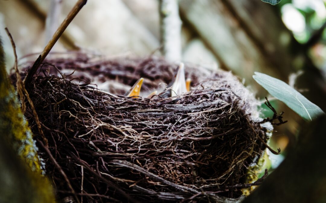 La fase del nido vuoto: un’occasione anche per la coppia matura